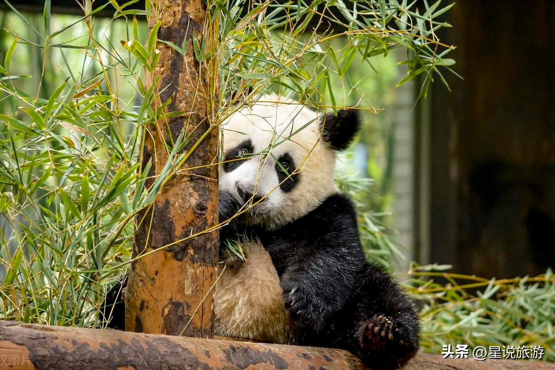 上海适合老年人去的景区,上海四星级旅游景点排名榜