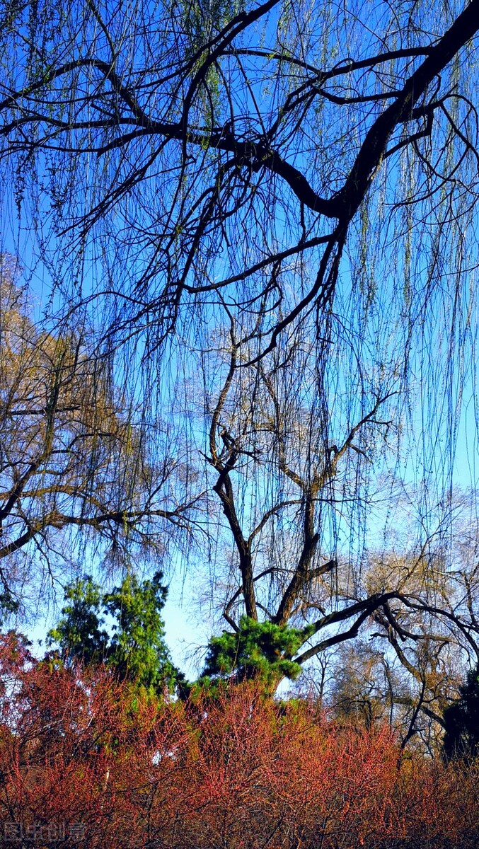 风吹杨柳万千条打一动物,风吹杨柳万千条解析