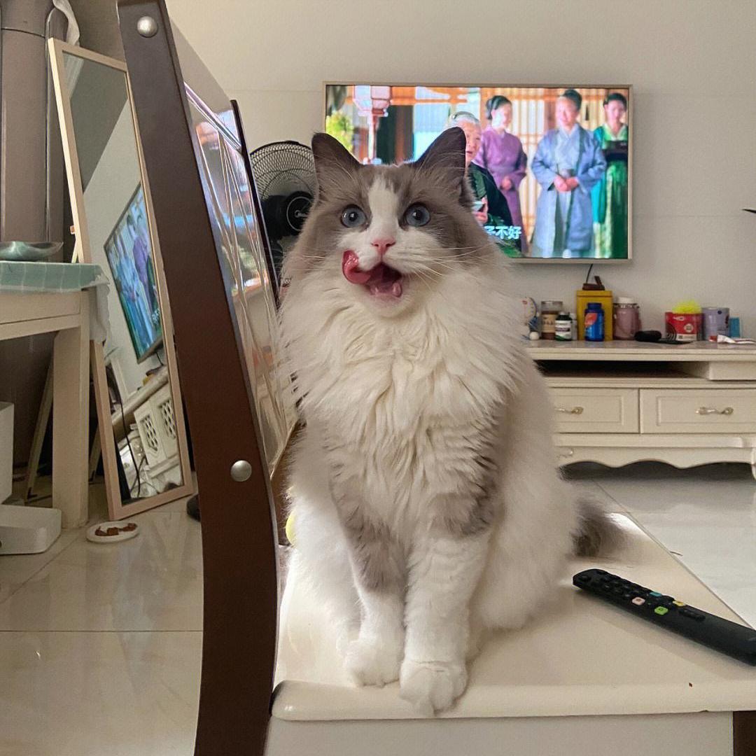 布偶猫口臭怎么办,布偶猫口臭推荐药膏有哪些