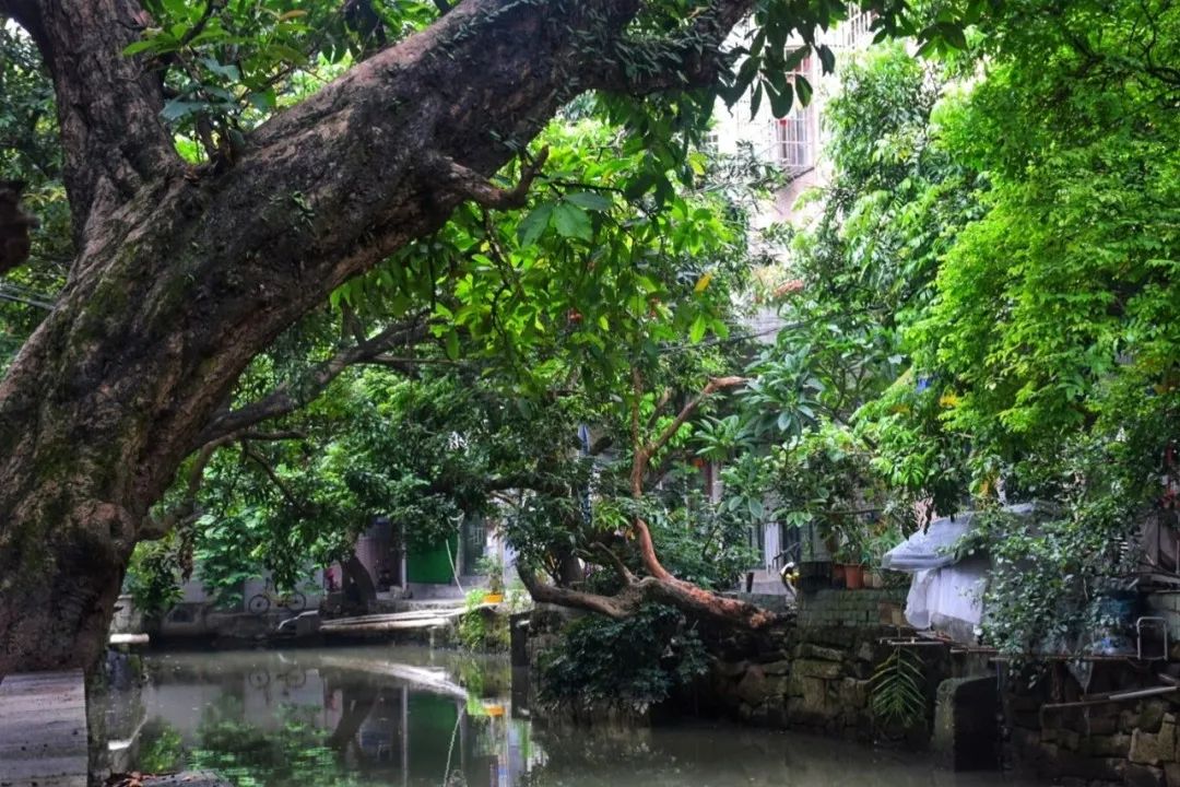 广州最值得去的古镇,适合周末打卡的广州绝美古镇