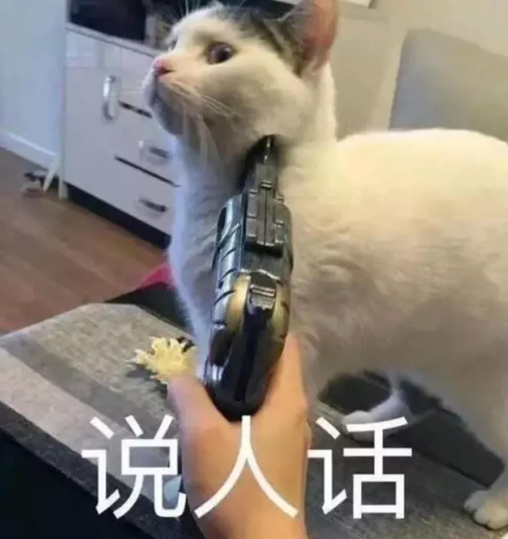 哪种猫招财好养活,哪种猫最招财又好养