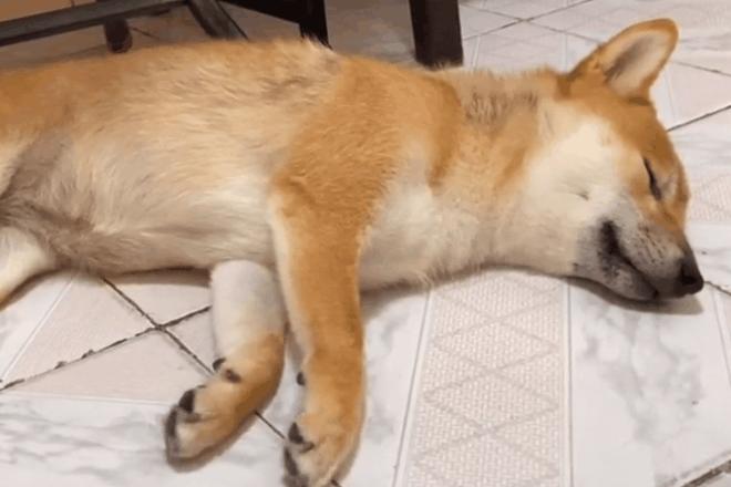 狗狗半夜哭叫要送走吗,狗狗半夜哀嚎像哭一样预兆着什么