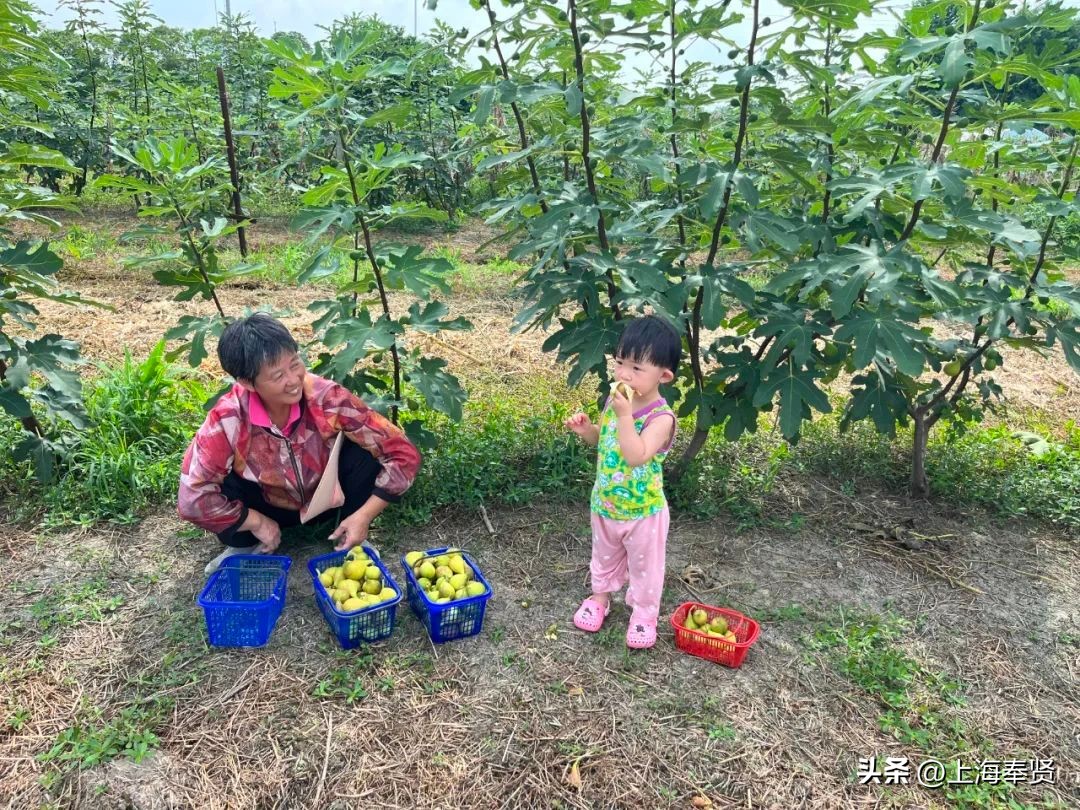 糖包子无花果新疆,糖包子无花果品种