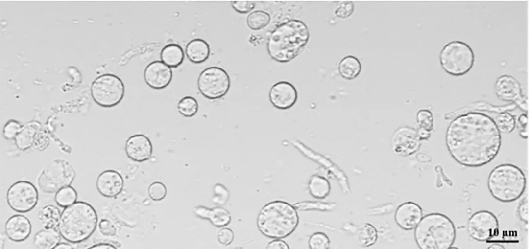 bio-protocol鎬庝箞鍙戣〃,bio-protocol鎺ㄤ粙