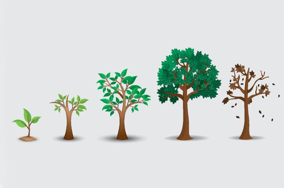 金丝楠树苗多少钱一棵50年能长大,金丝楠树价格多少钱一棵