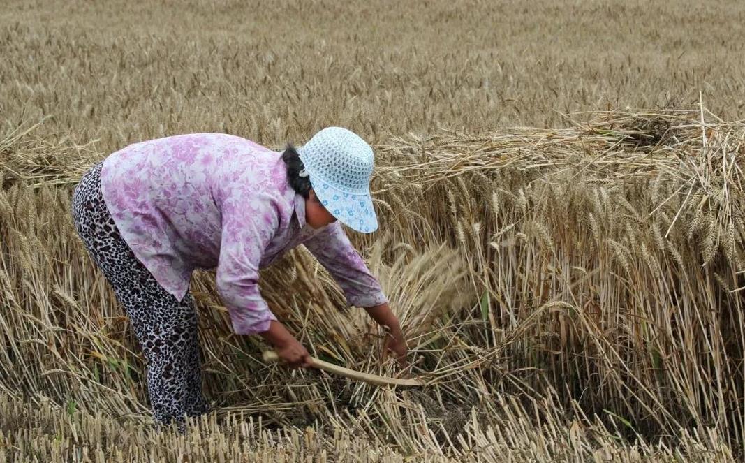 芒种基本功,芒种要知道的养生知识是什么