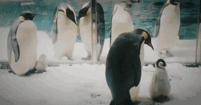 珠海长隆飞船酒店！海洋王国无限畅玩+畅游28楼绝美无边际泳池