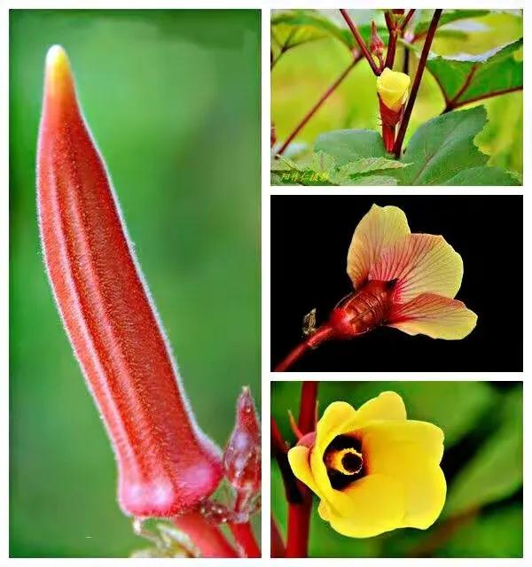 黄秋葵花,黄秋葵花啥样图片