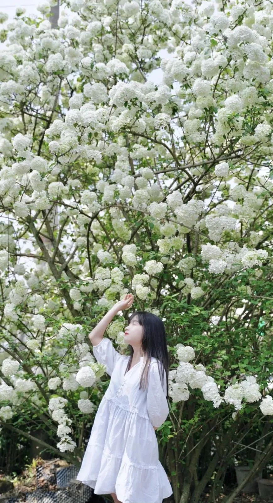 提前盛开！成都市区这个被偏爱的宝藏地又上新，即将刷爆全网