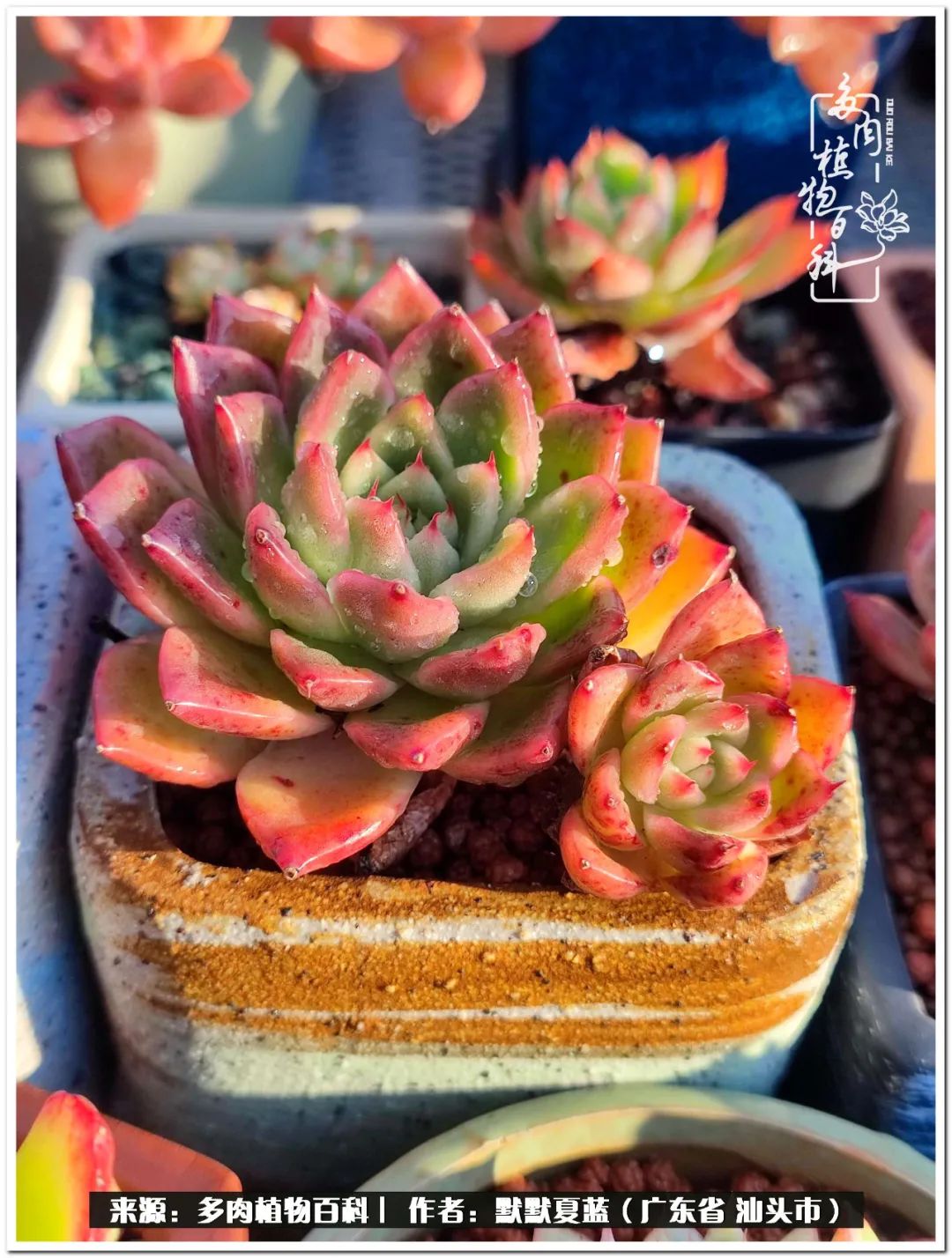 多肉虐我千百遍，我待多肉如初恋