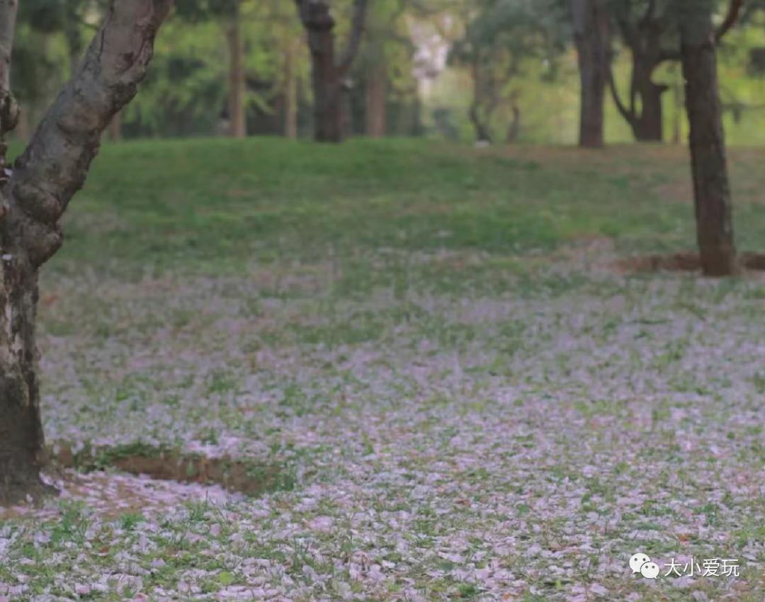 超级美的樱花美景全景,浪漫樱花海美景图