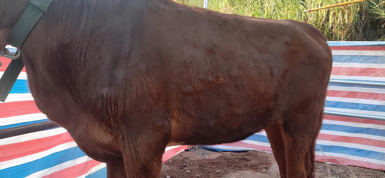 治疗牛结节病的最新方法,牛结节病的治疗方法最新视频