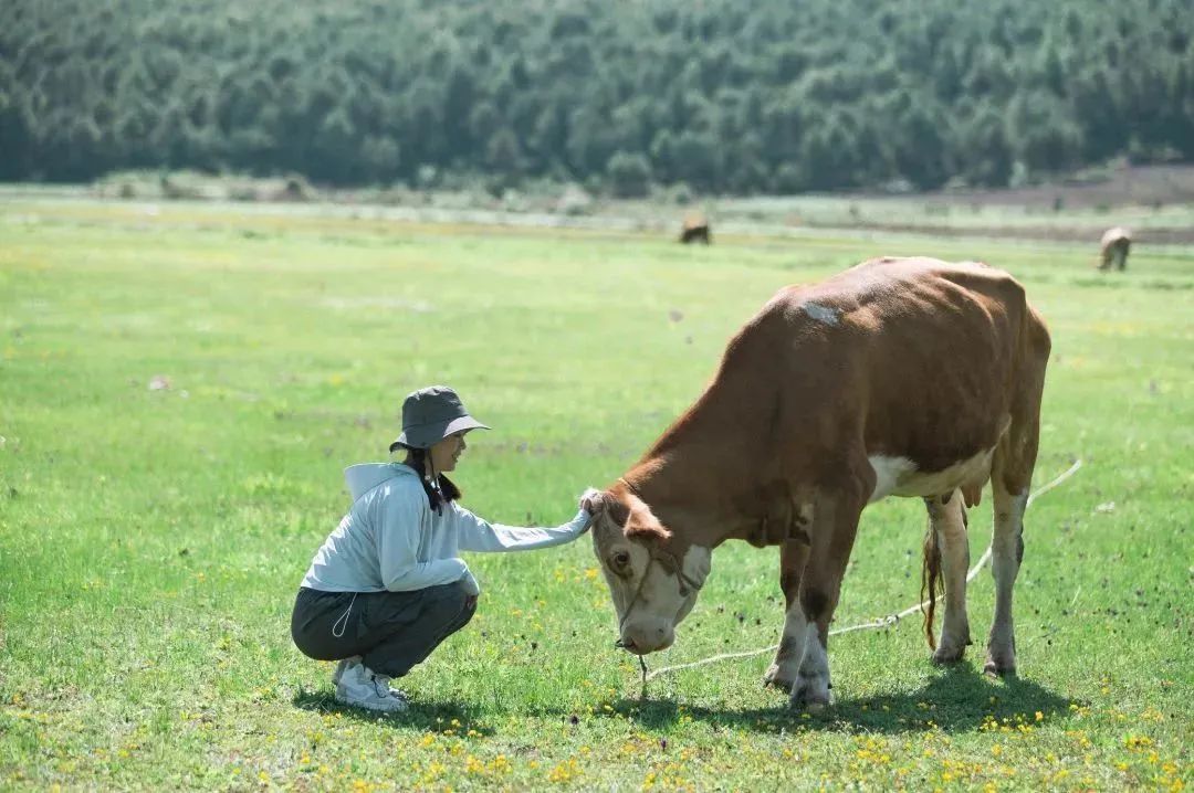 丽江旅行结束出发香格里拉,丽江自驾露营免费景点推荐