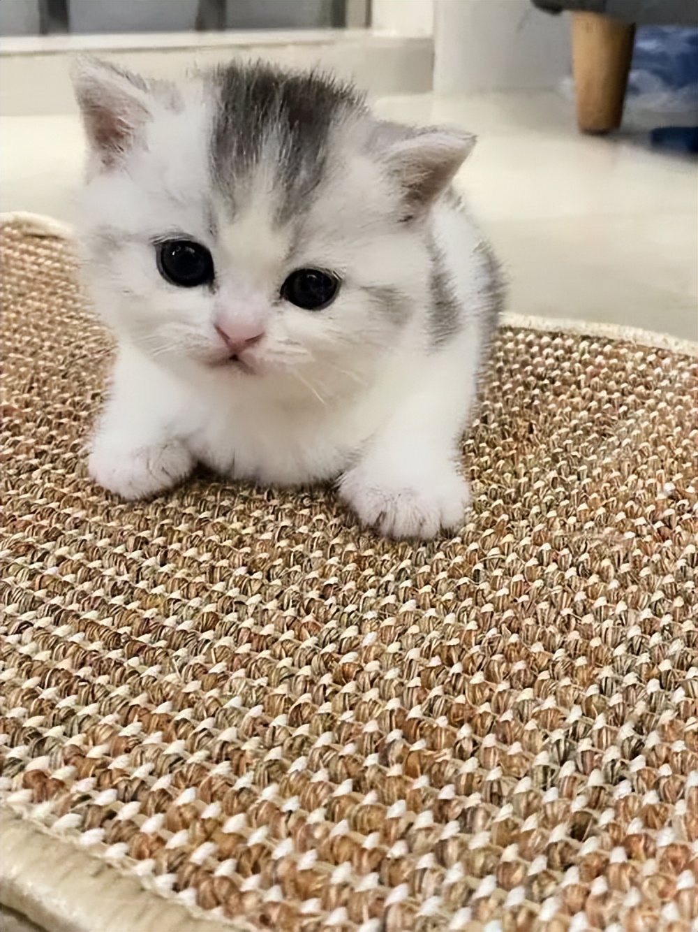 新手养猫要注意什么,家中养猫需要留心的风水注意事项