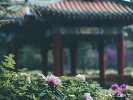 今天农历四月十五，你知道是什么日子吗？老祖宗的谚语怎么说的