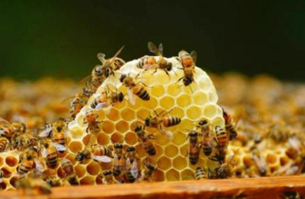 农村创业致富好产业,农村做什么产业才能赚钱