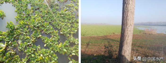 水生外来物种入侵防控工作方案,水生动物防疫