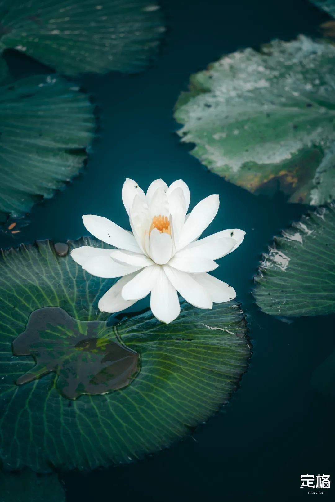 娲箹鍏洯娣卞湷,娲箹鍏洯鑽疯姳