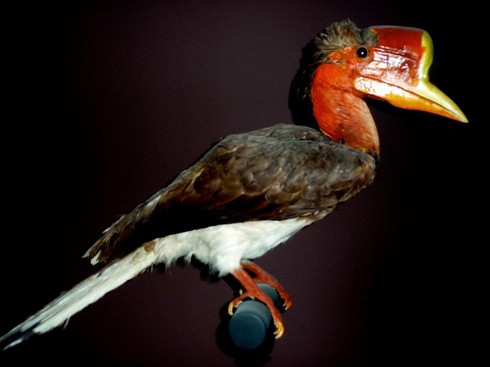 现存的盔犀鸟,头盔犀鸟