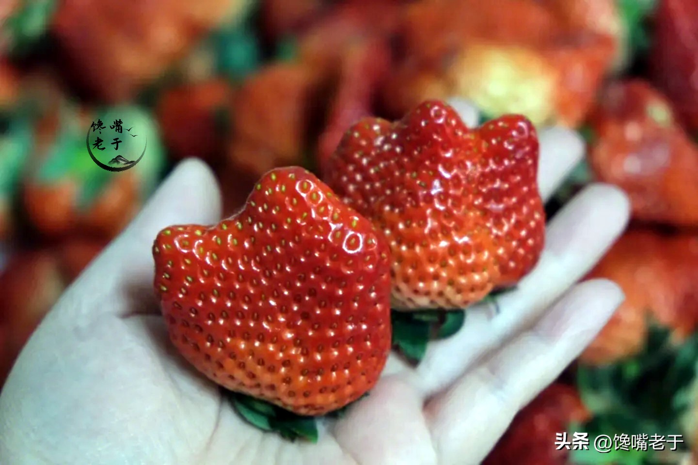 爱吃草莓的千万要注意,喜欢吃草莓的千万别错过
