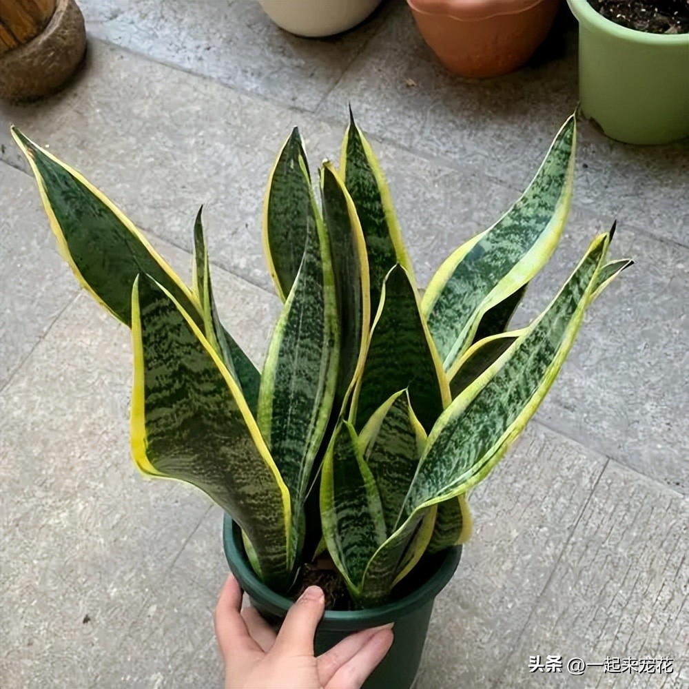 室内适合养的18种花有哪些呢,适合室内养的六种花推荐