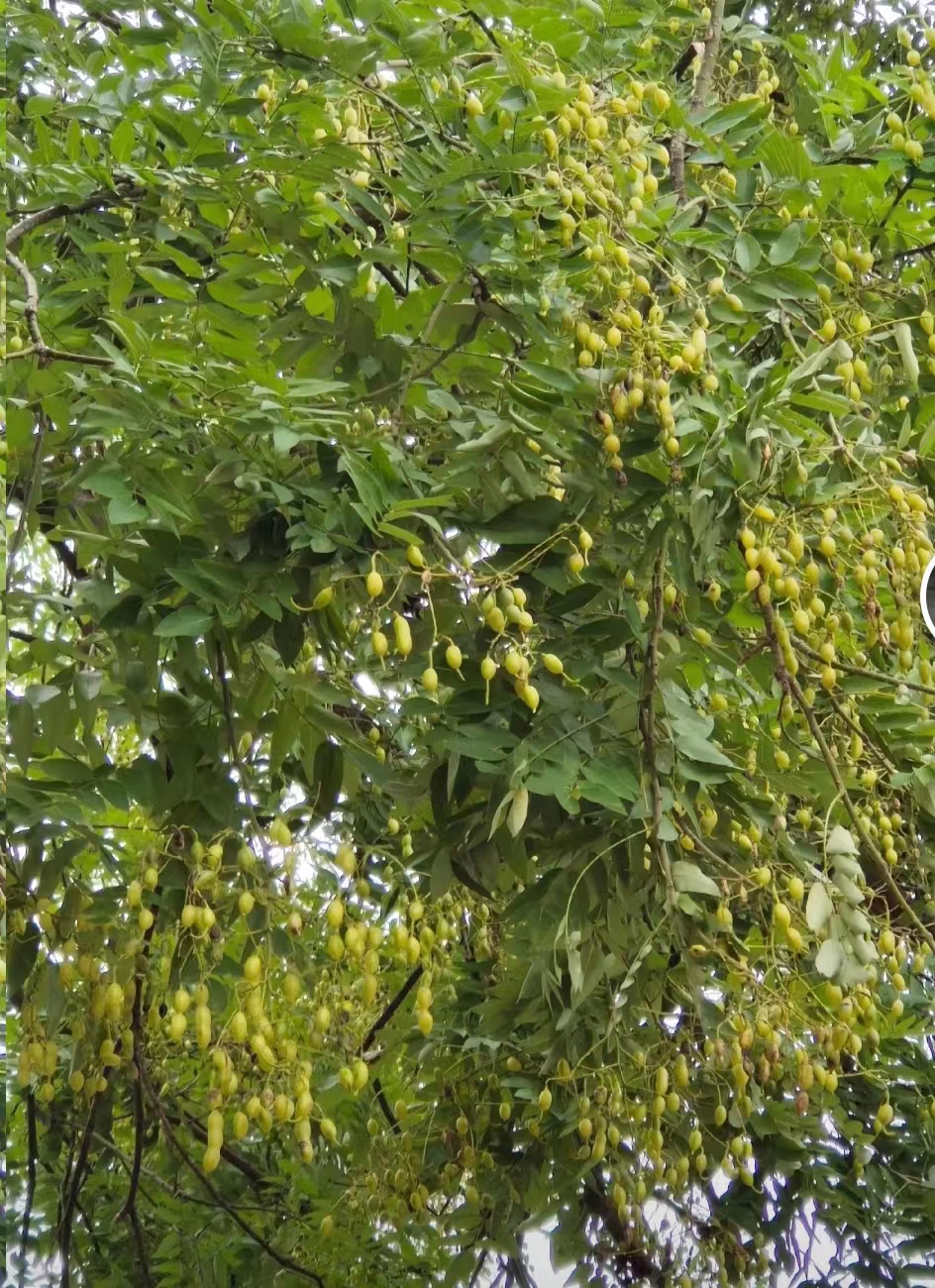 无患子籽自制手串经验,无患子树手串制作