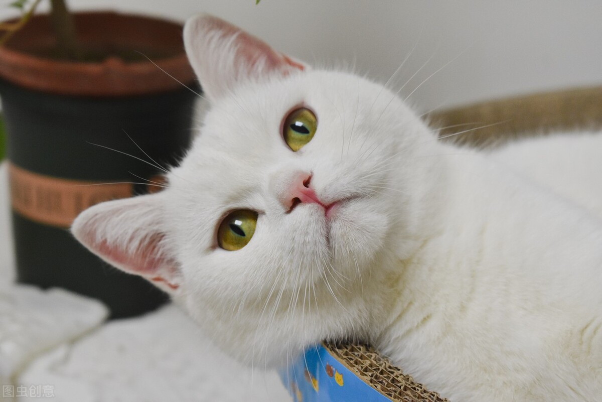 科普一下宠物托运注意事项,宠物运输服务常识