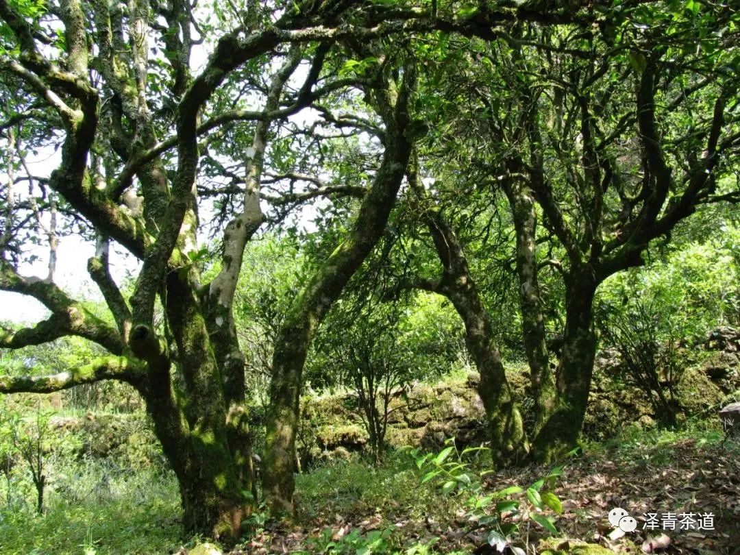 有茶香味的香水排行榜,乌龙茶顶级茶香味有哪些