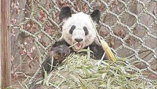 大熊猫丫丫被蜂花认养成功了吗,蜂花回应要认养熊猫丫丫
