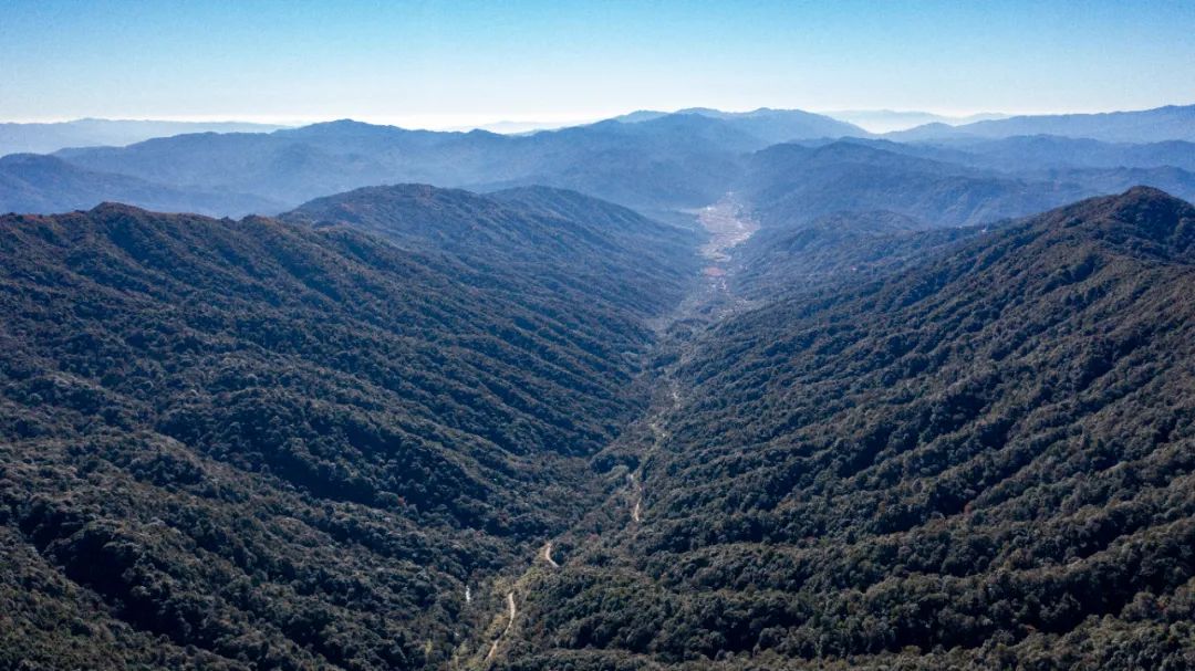 云南新发现一处高黎贡“白眉大侠”的家园