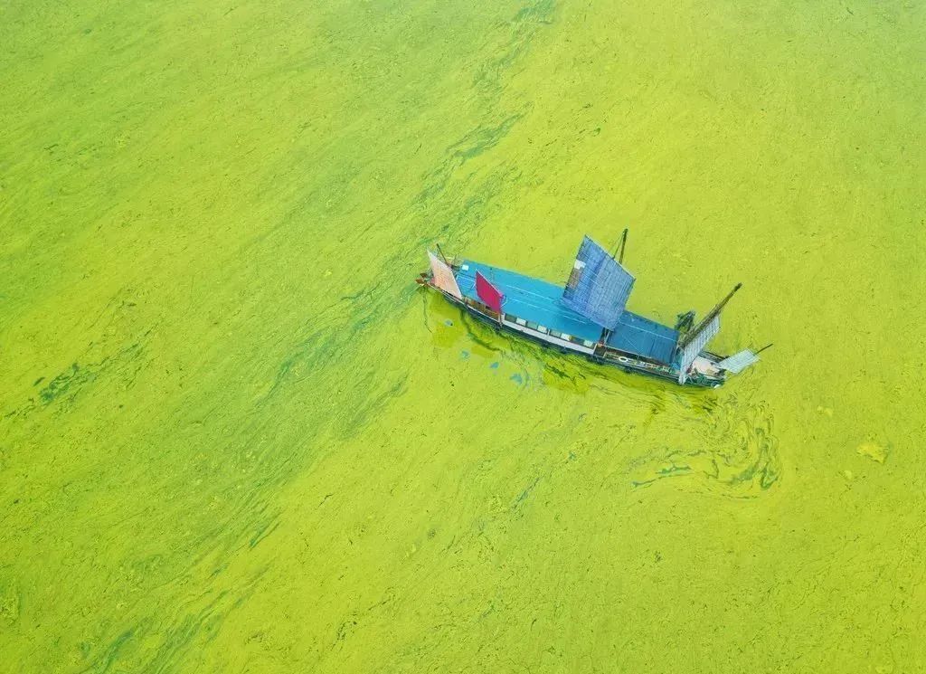 夏季高温如何预防水体蓝藻泛滥,如何治理水中蓝藻