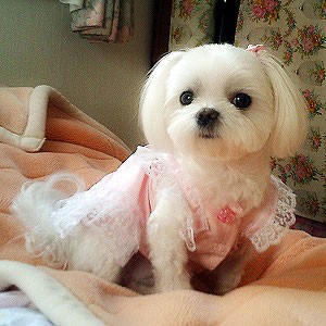 狗狗老是半夜乱叫怎么办,狗狗总是半夜嚎叫怎么回事