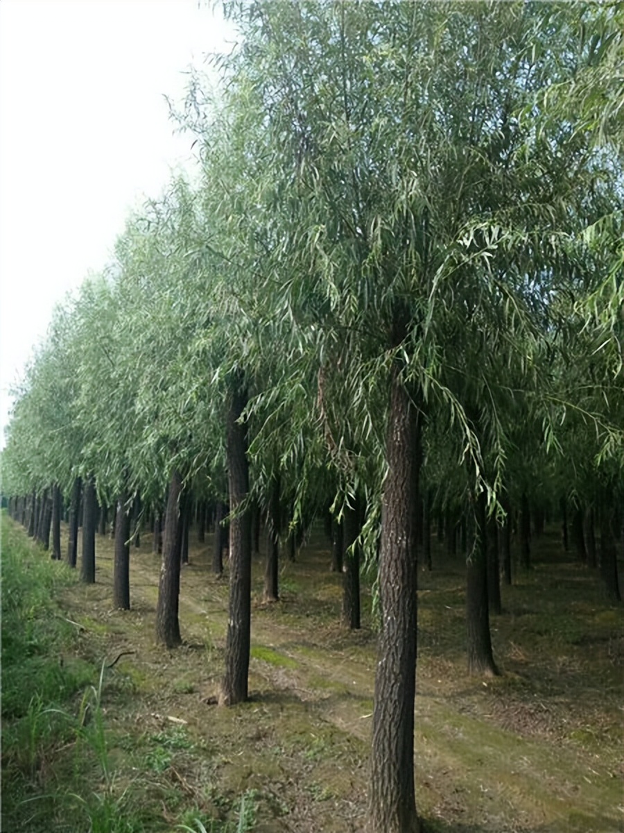 柳树七月份扦插育苗可以成活吗,柳树扦插育苗