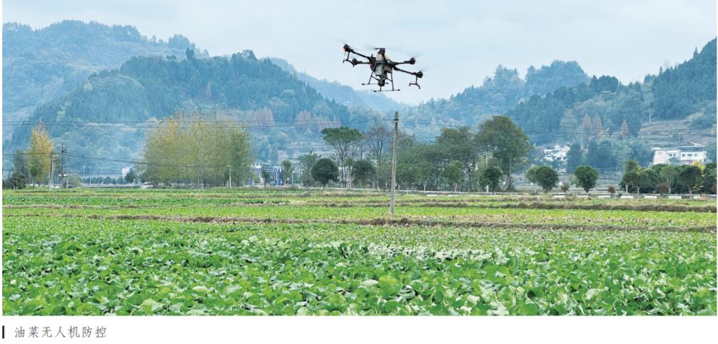 油菜良种繁殖需求描述,油菜良种推广典型材料