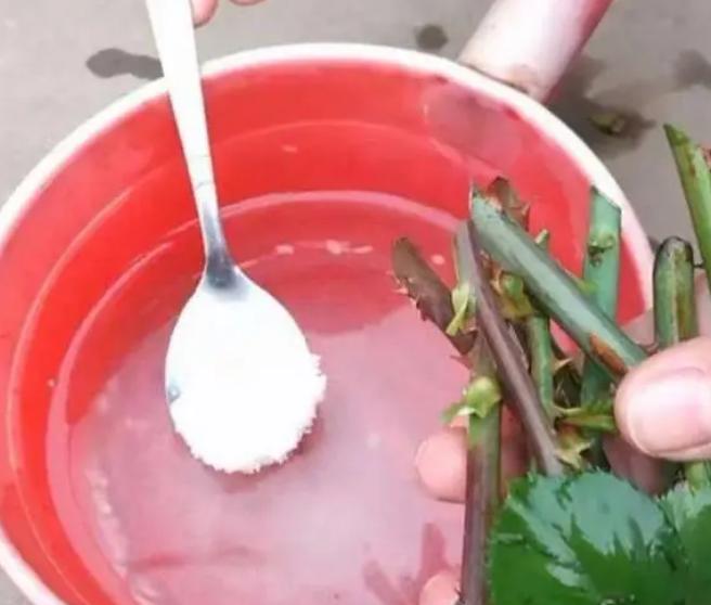 长寿花的扦插方法视频教程,长寿花扦插时间和方法图解