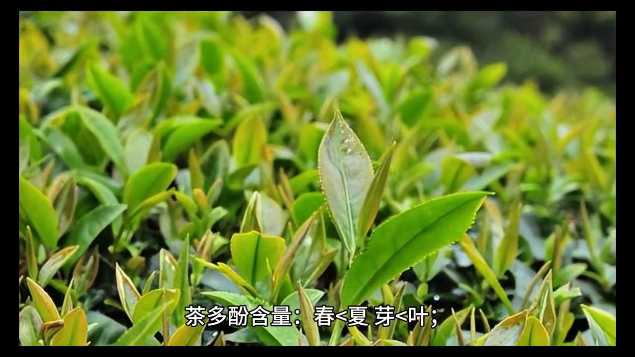 为什么贵的茶不涩,为什么贵茶反而不好喝