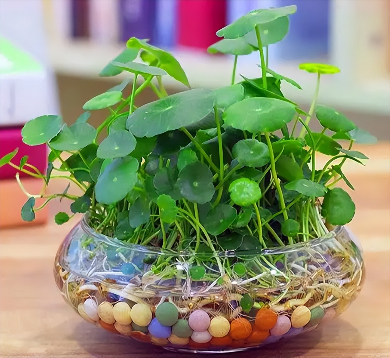 铜钱草怎么养的杆粗叶大,如何让铜钱草越长越茂盛