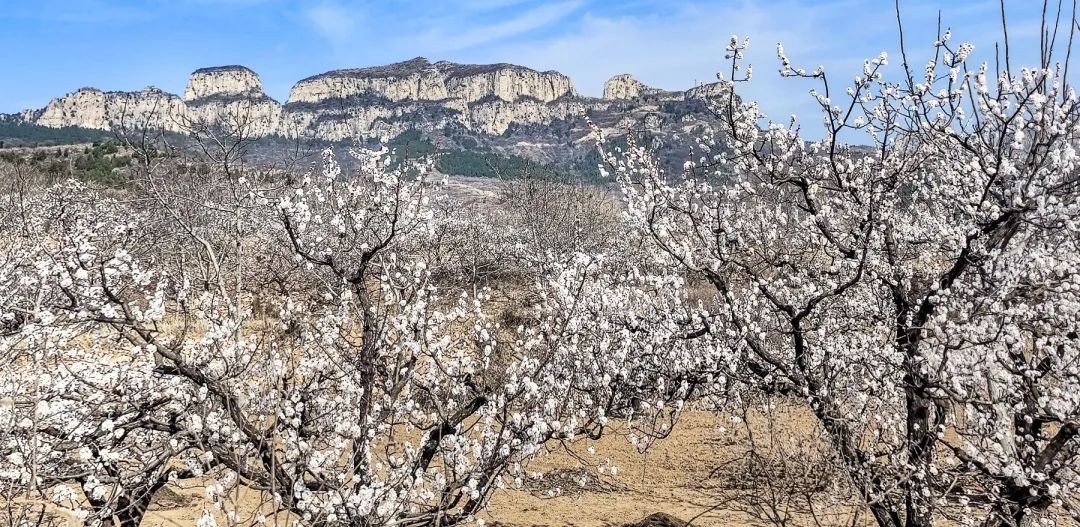 济南这个周末适合哪里赏花,济南春天赏花好去处
