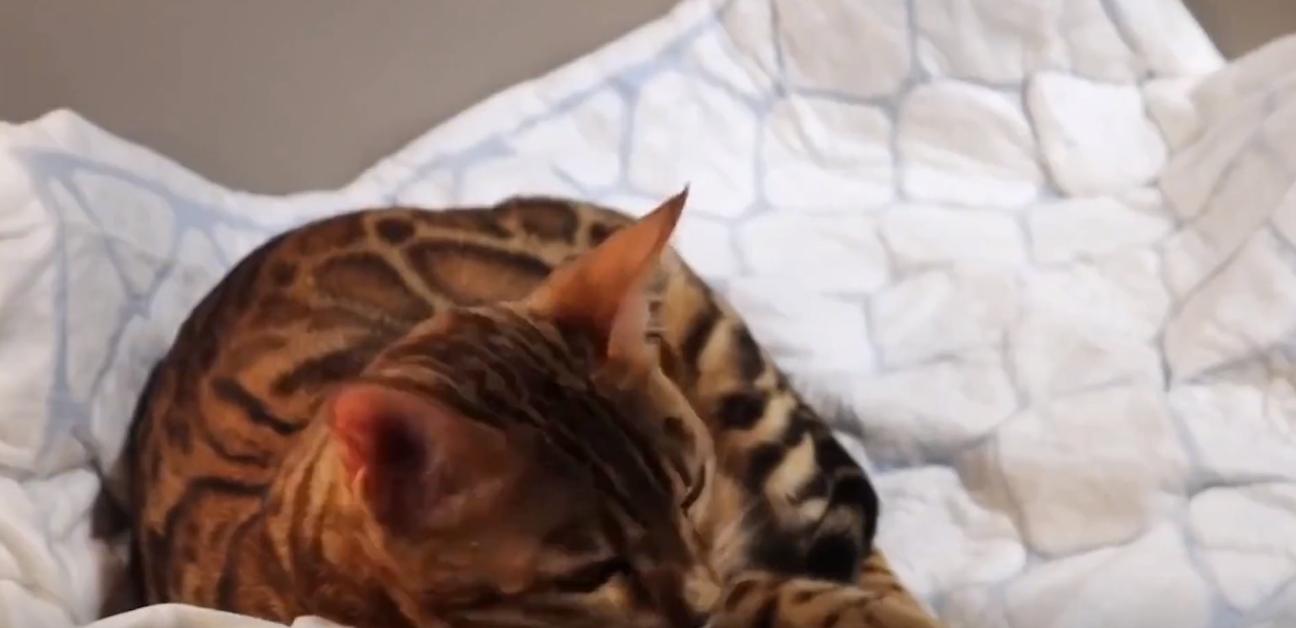 20年广东老太捡到一只“野猫”,越养越不对劲,专家看后立即报案