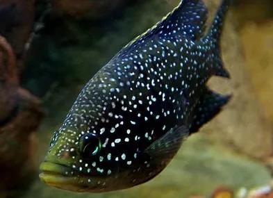 各种漂亮鱼的名称及图片,漂亮可爱的海水观赏鱼