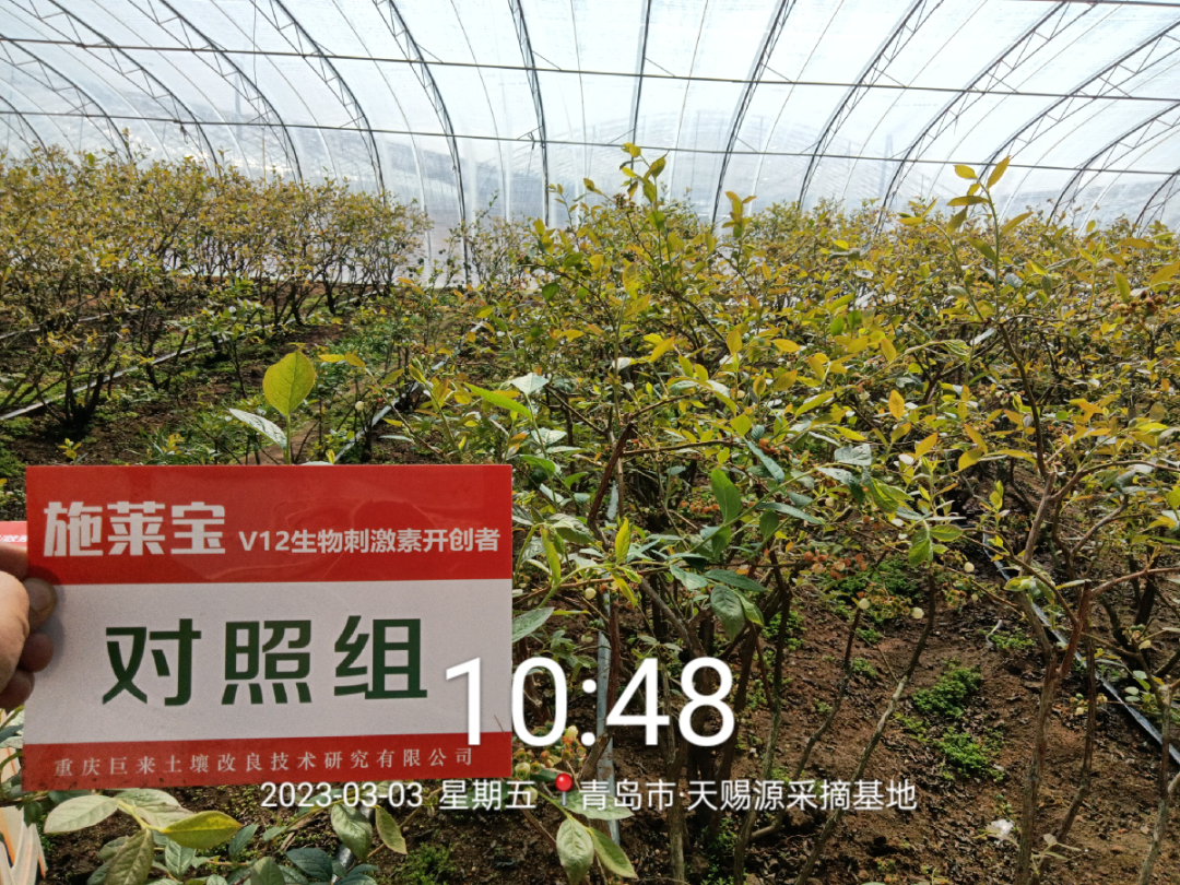 蓝莓大果哪个品种早熟,蓝莓大果新品种