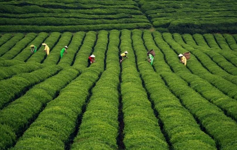 农业可持续性发展的理论与实践,农业技术创新推动农业现代化发展