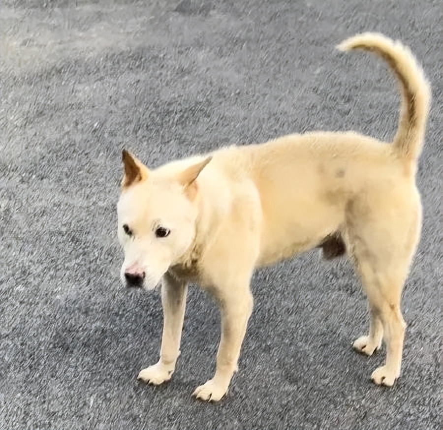 裸体金毛误闯地铁站被揪住耳朵：大哥！头发扎得有点紧了！