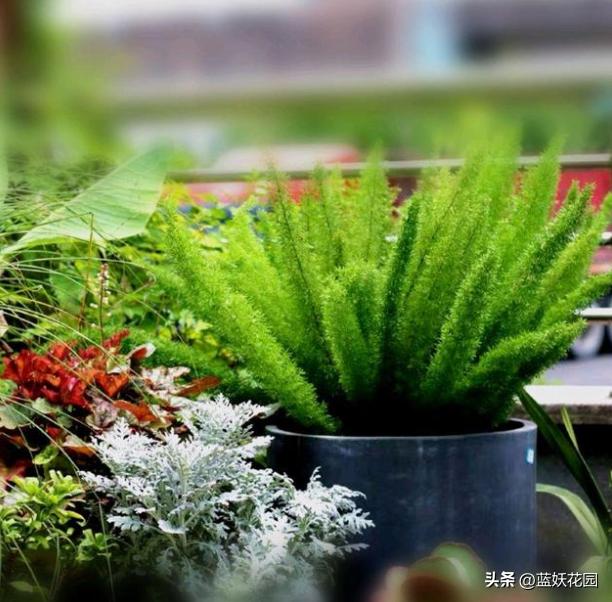 狐尾天门冬顶端黄叶是什么原因,狐尾天门冬黄叶掉落还可以救活吗