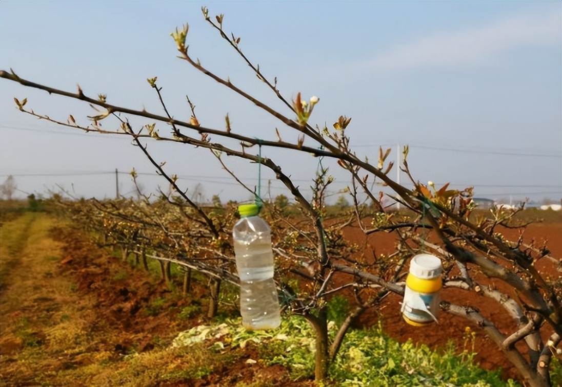 农民大哥智慧高，看他果树上挂瓶子如何实现一箭三雕