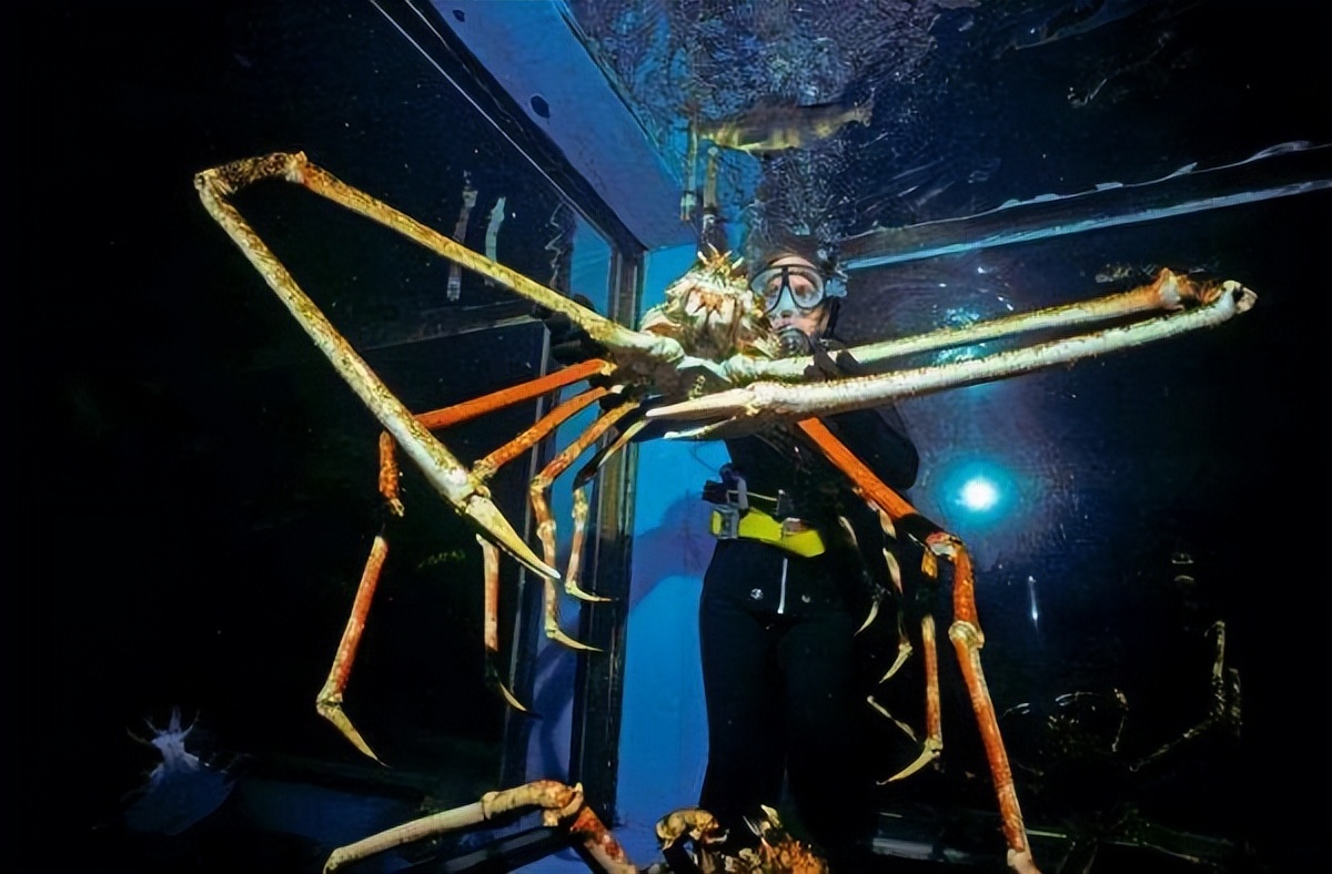 世界上第一大最恐怖的生物,世界上最大最恐怖的巨型生物