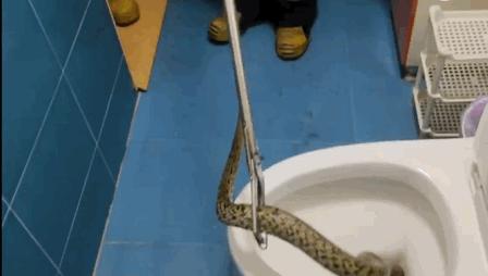 女子家里发现一条巨蛇怎么处理,马桶里进蛇吓坏居民