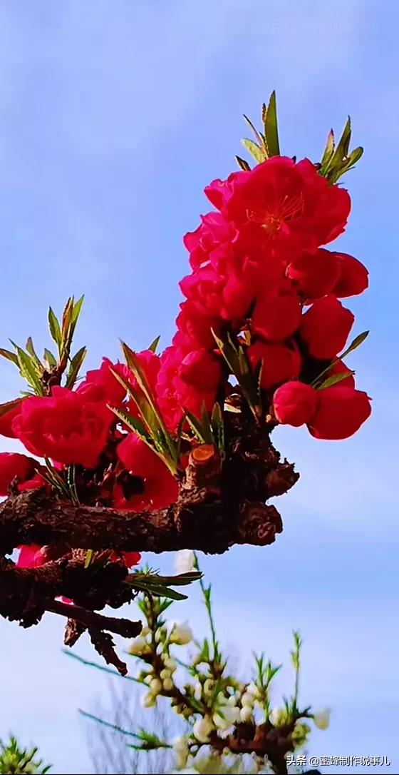 鸟语花香百花争艳让人陶醉,宁静祥和鸟语花香