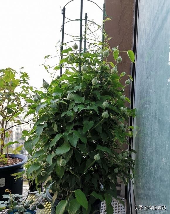 铁线莲买根的都是假的吗,网购的铁线莲没有芽点还有希望吗