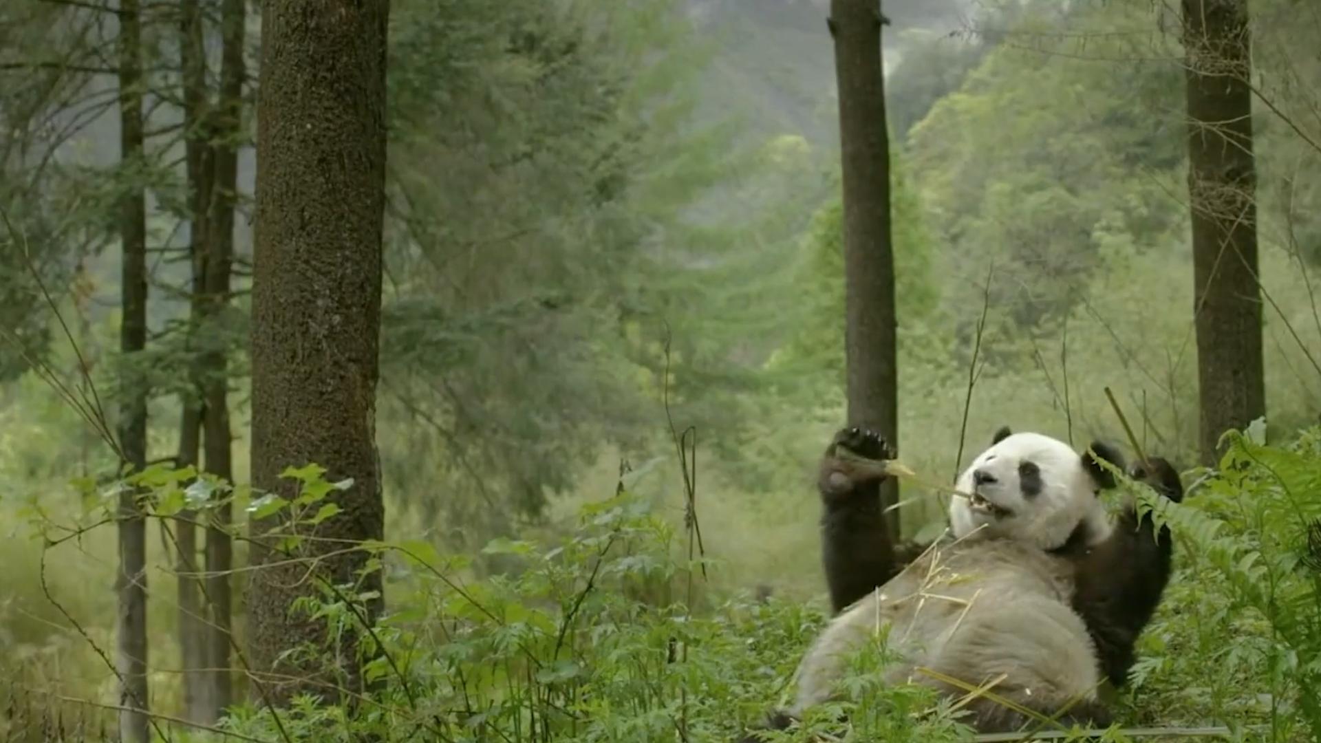 熊猫因为太能吃，1年花费400万，竟然被别国“退货”？